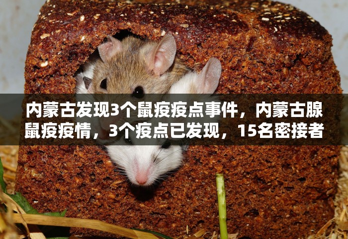 内蒙古发现3个鼠疫疫点事件，内蒙古腺鼠疫疫情，3个疫点已发现，15名密接者全部隔离