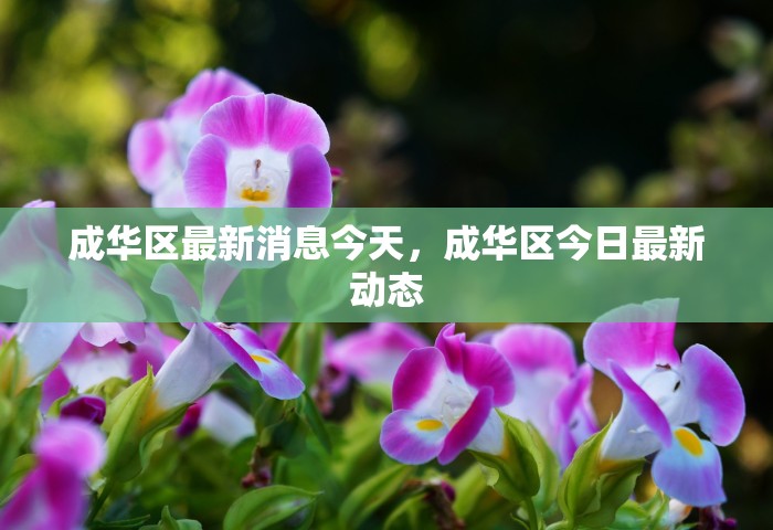 成华区最新消息今天，成华区今日最新动态