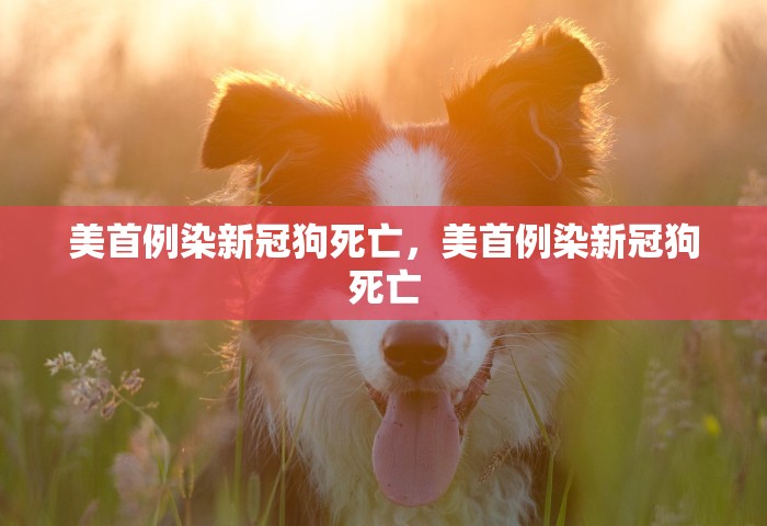 美首例染新冠狗死亡，美首例染新冠狗死亡