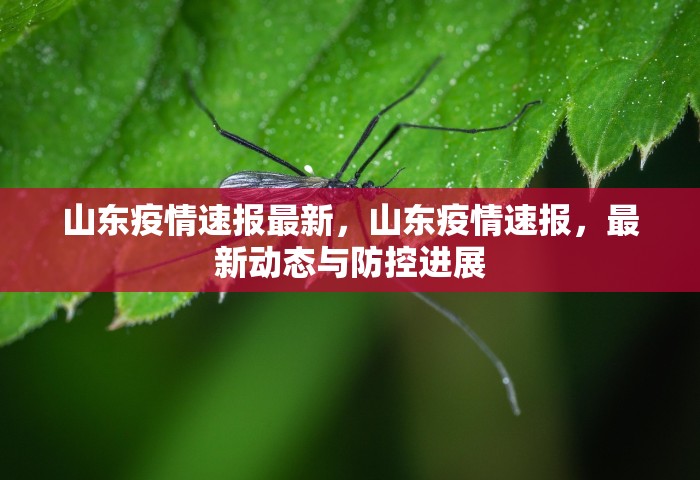 山东疫情速报最新，山东疫情速报，最新动态与防控进展