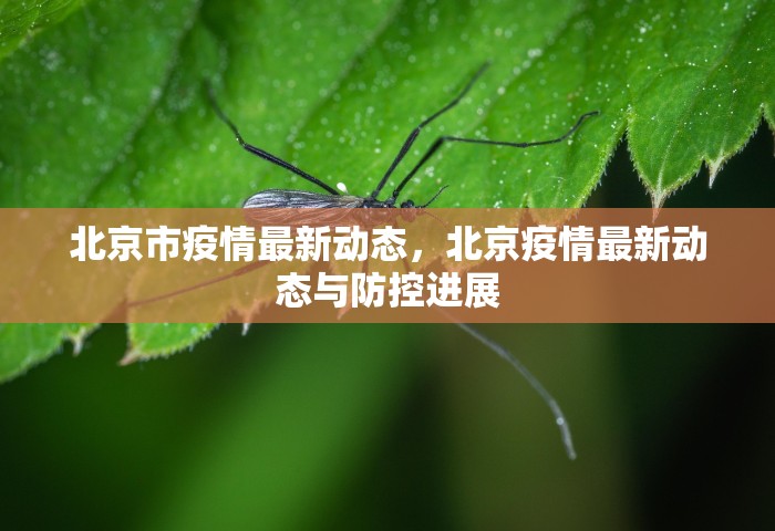 北京市疫情最新动态，北京疫情最新动态与防控进展